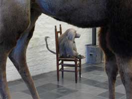 Kijken door glazen ogen. De magie van de taxidermie - Brugge 2013