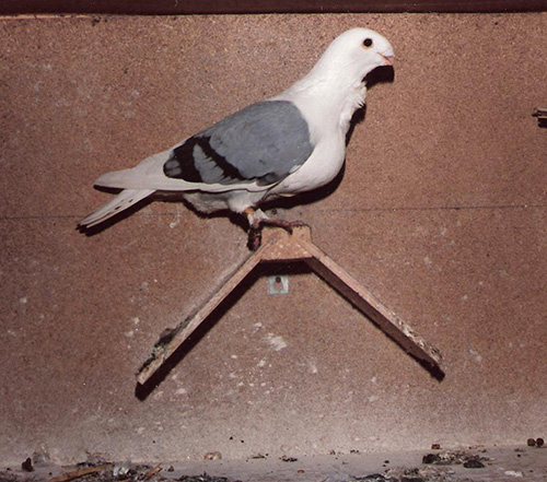 Meeuwtje - PVL - Mendop