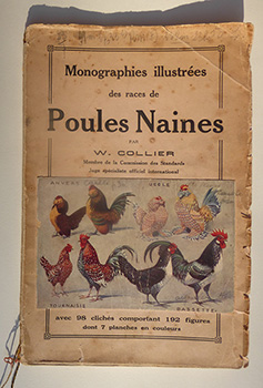 Poules Naines PVL - Mendop